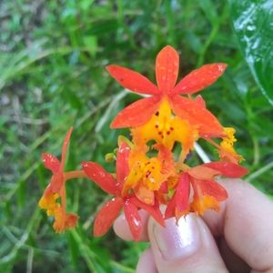 Crucifix Epidendrum Orchid